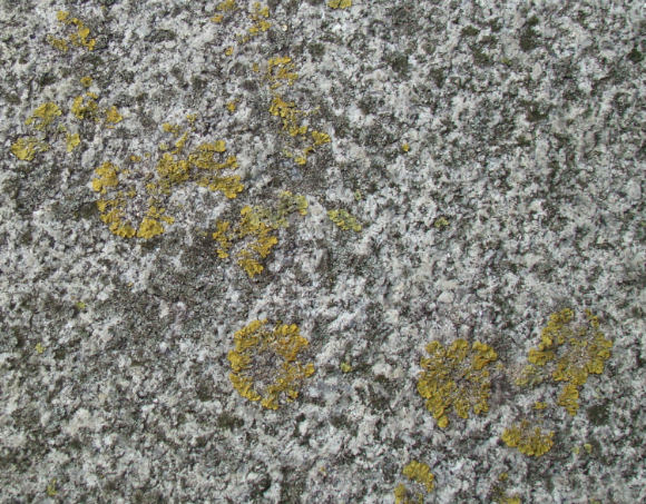 Spotting Image 1