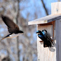 Tree Swallows