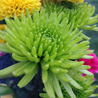 Chrysanthemum