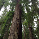 Redwood Tree