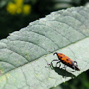 Ironweed Curculio