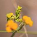 Flower mantid