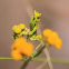 Flower mantid