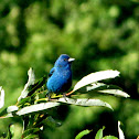 Indigo Bunting