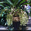 Orchid