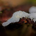 Fungi