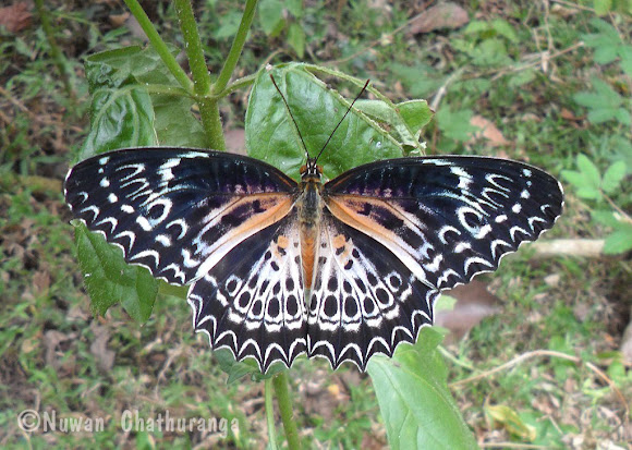 Spotting Image 1