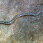 Common Viper, Żmija zygzakowata