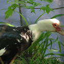 Muscovy duck
