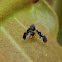 Picture-winged Fly