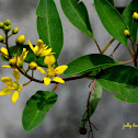 Shower-of-Gold