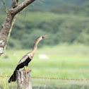 Pato aguja