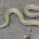 Grass snake