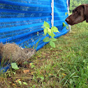 Groundhog