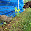 Groundhog