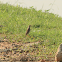 Paddyfield Pitpit