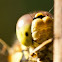 Vagrant Darter