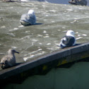 Slaty-backed Gull