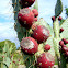 Opuntia littoralis