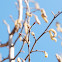 hazelnut tree male catkins