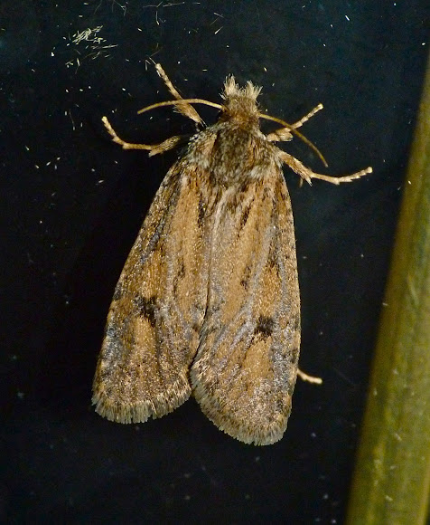 Spotting Image 1