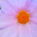 Dahlia