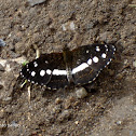 Butterfly - Mariposa
