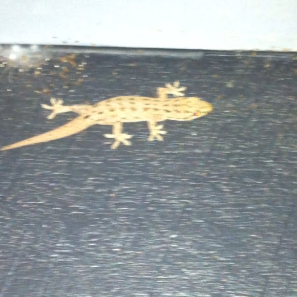 Spotting Image 1