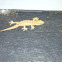 Indonesian barking gecko