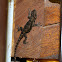 Lizard