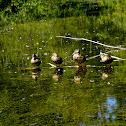 Mallard