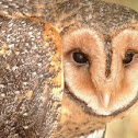 Masked Owl