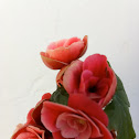 Begonias