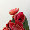 Begonias