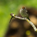 Blackcap ♀