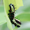Common Mime caterpillar