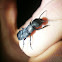 Devil's Coach Horse
