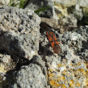 Ground Bug