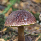 Zeller's Bolete