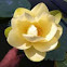 Lotus blossom