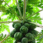 Papaya, Pawpaw