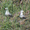Audouin's Gull; Gaviota de Audouin