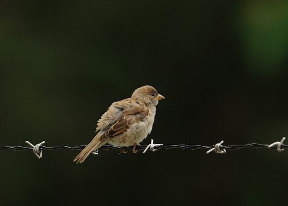 Spotting Image 1