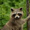 Racoon