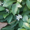 Pachysandra
