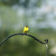 American Goldfinch