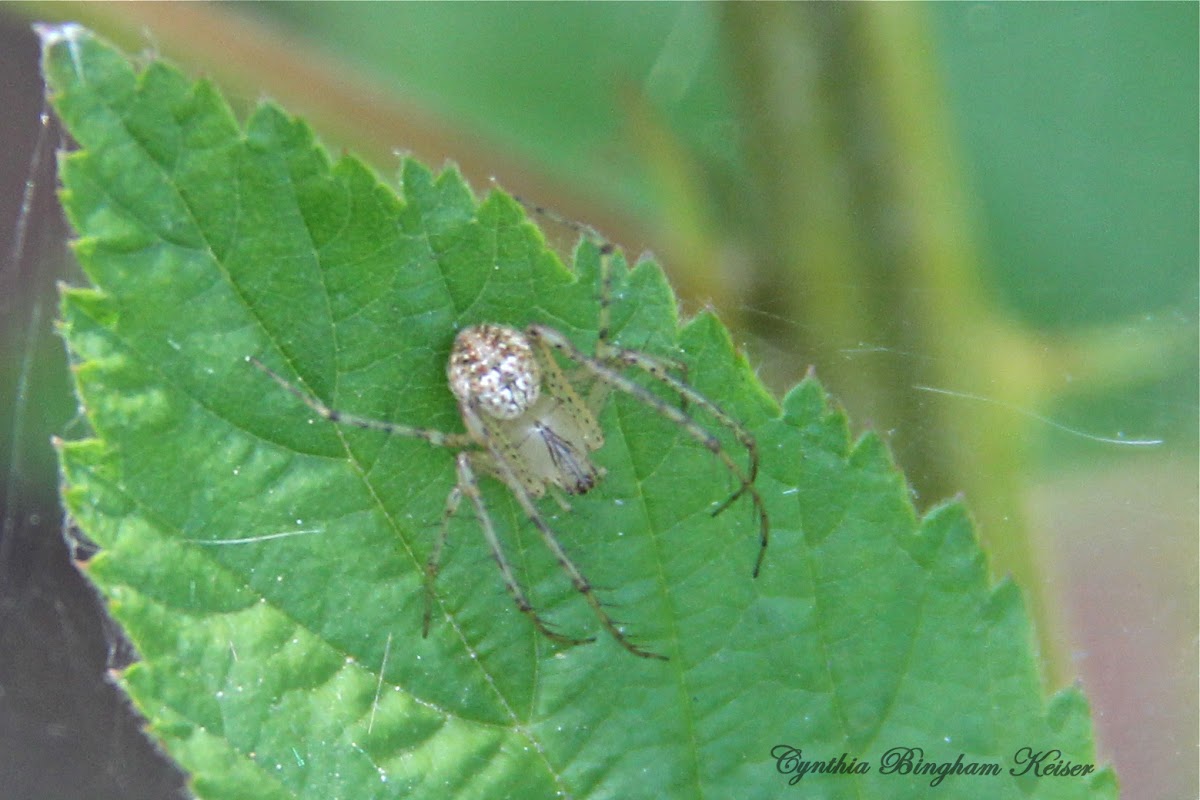Pirate Spider
