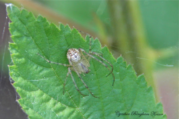 Spotting Image 1