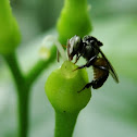 Stingless Bee