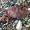 Dungeness crab